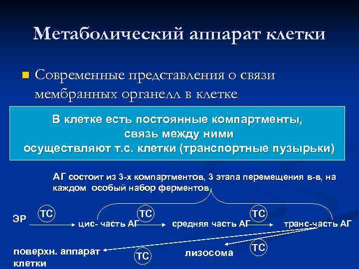  Метаболический аппарат клетки n  Современные представления о связи мембранных органелл в клетке