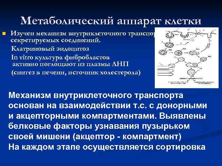 Метаболический аппарат клетки n  Изучен механизм внутриклеточного транспорта секретируемых соединений. Клатриновый эндоцитоз
