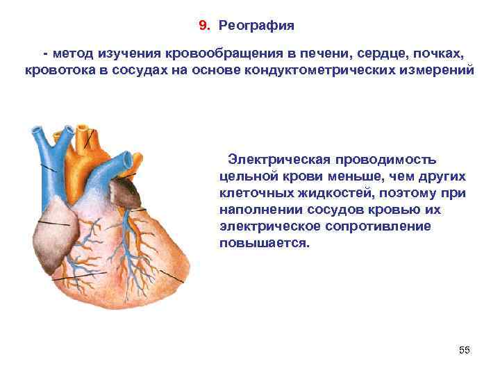  9. Реография - метод изучения кровообращения в печени, сердце, почках, кровотока в сосудах