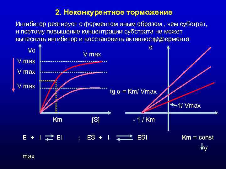 2. Неконкурентное торможение Ингибитор реагирует с ферментом иным образом , чем субстрат, 2. Неконкурентное торможение Ингибитор реагирует с ферментом иным образом , чем субстрат,