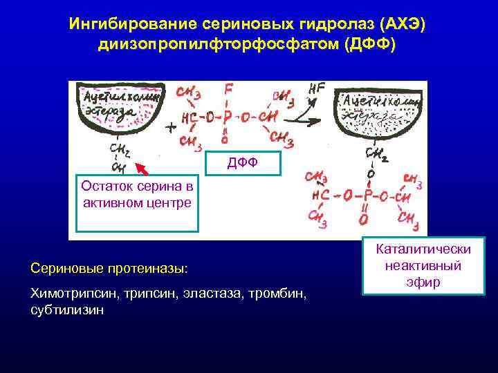 Ингибирование сериновых гидролаз (АХЭ) диизопропилфторфосфатом (ДФФ) Ингибирование сериновых гидролаз (АХЭ) диизопропилфторфосфатом (ДФФ)