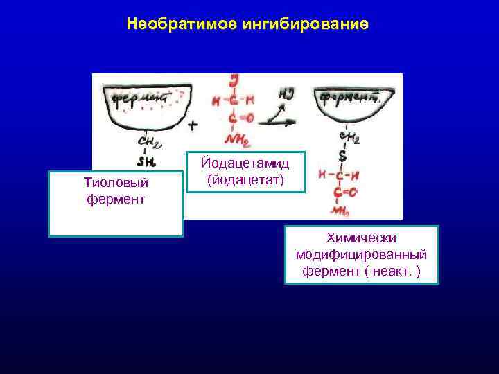 Необратимое ингибирование Йодацетамид Тиоловый (йодацетат) фермент Необратимое ингибирование Йодацетамид Тиоловый (йодацетат) фермент
