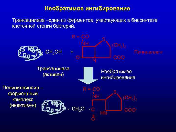 Необратимое ингибирование Трансацилаза –один из ферментов, участвующих в биосинтезе Необратимое ингибирование Трансацилаза –один из ферментов, участвующих в биосинтезе