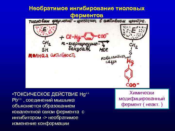 Необратимое ингибирование тиоловых ферментов • ТОКСИЧЕСКОЕ ДЕЙСТВИЕ Hg++ Необратимое ингибирование тиоловых ферментов • ТОКСИЧЕСКОЕ ДЕЙСТВИЕ Hg++