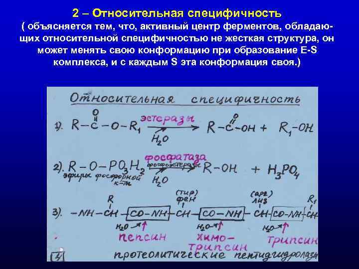 2 – Относительная специфичность ( объясняется тем, что, активный центр ферментов, 2 – Относительная специфичность ( объясняется тем, что, активный центр ферментов,