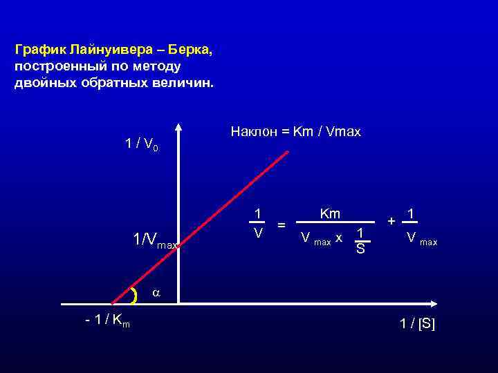 График Лайнуивера – Берка, построенный по методу двойных обратных величин. График Лайнуивера – Берка, построенный по методу двойных обратных величин.