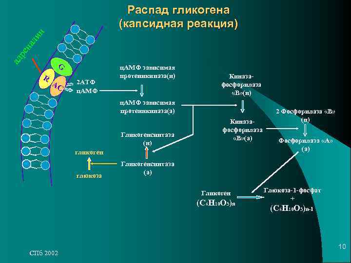 Распад гликогена схема