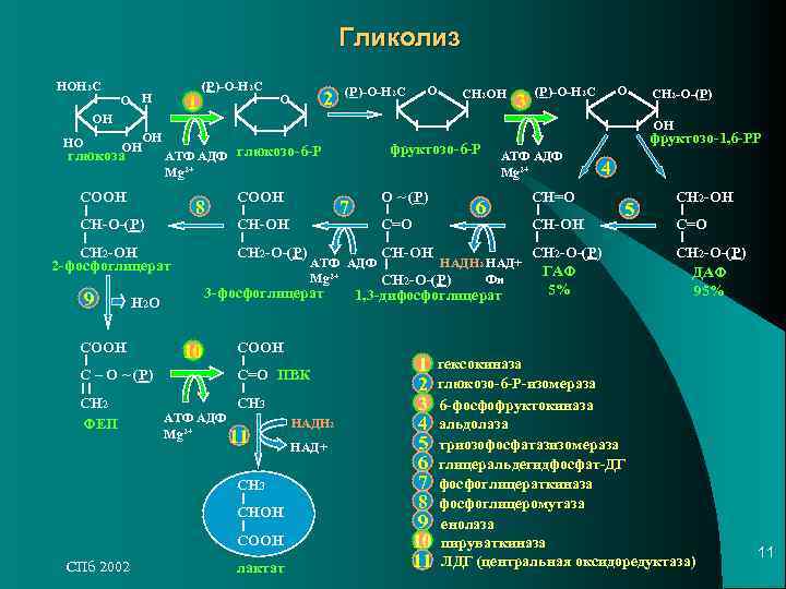 Гликолиз НОН 2 С (Р)-О-Н 2 С Гликолиз НОН 2 С (Р)-О-Н 2 С