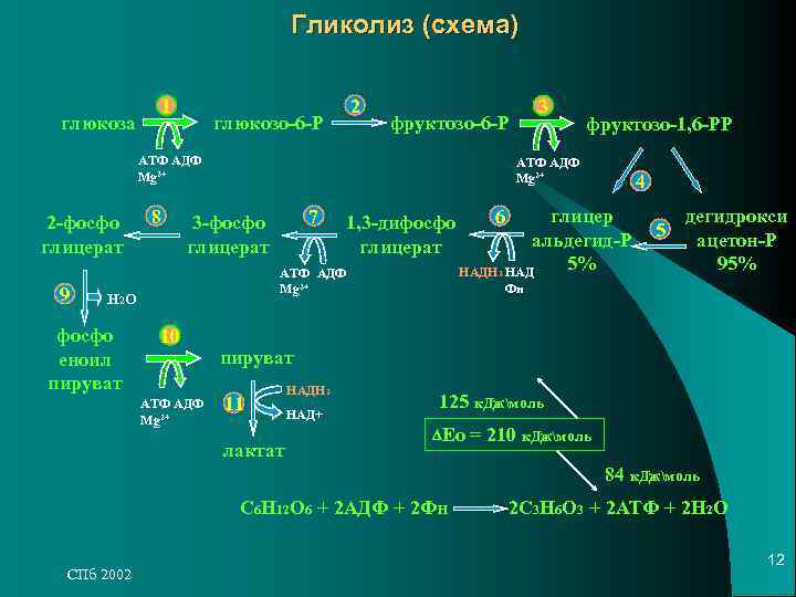 Гликолиз (схема) 1 Гликолиз (схема) 1