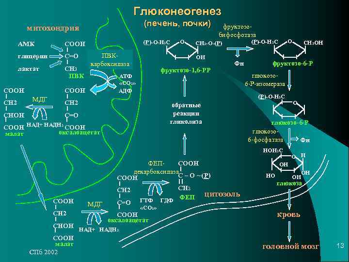 Глюконеогенез митохондрия Глюконеогенез митохондрия