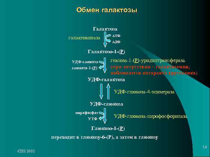 Обмен галактозы Галактоза Обмен галактозы Галактоза