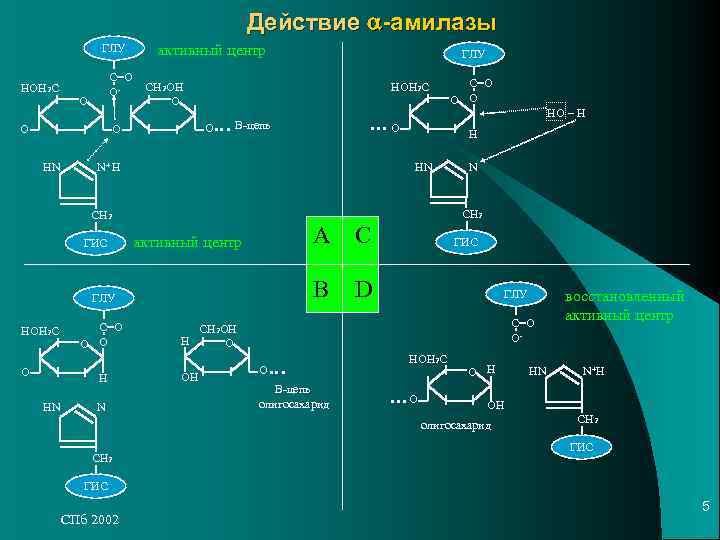 Действие a-амилазы ГЛУ активный центр Действие a-амилазы ГЛУ активный центр