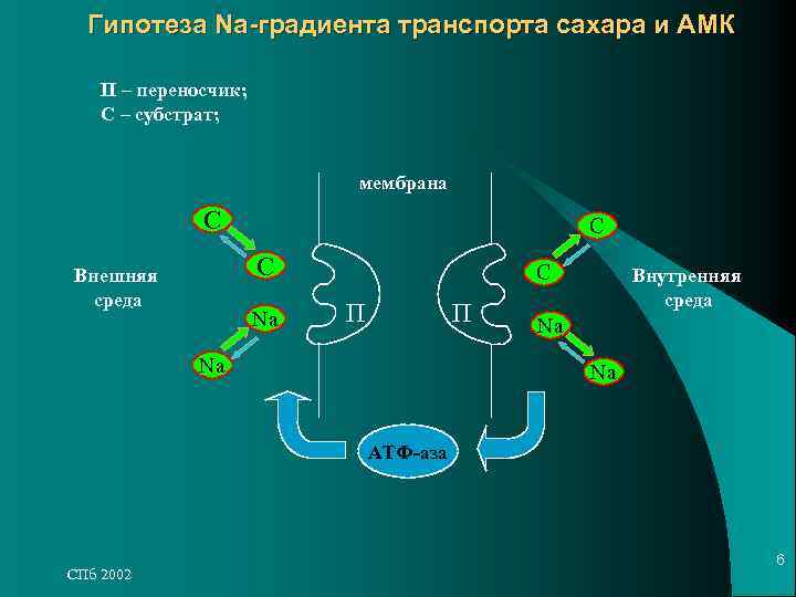 Гипотеза Na-градиента транспорта сахара и АМК П – переносчик; С – субстрат; Гипотеза Na-градиента транспорта сахара и АМК П – переносчик; С – субстрат;