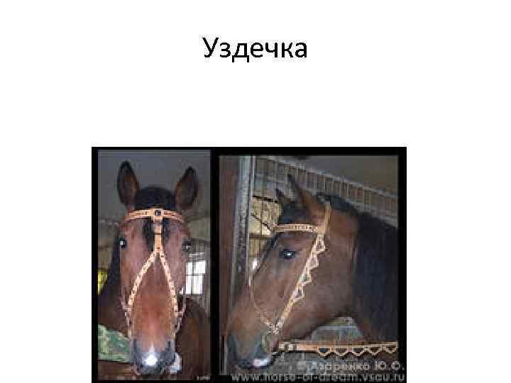 Уздечка 