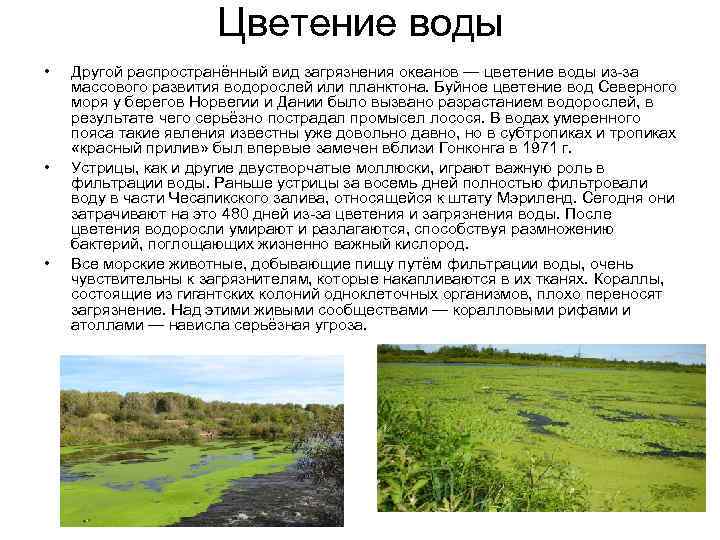      Цветение воды •  Другой распространённый вид загрязнения океанов