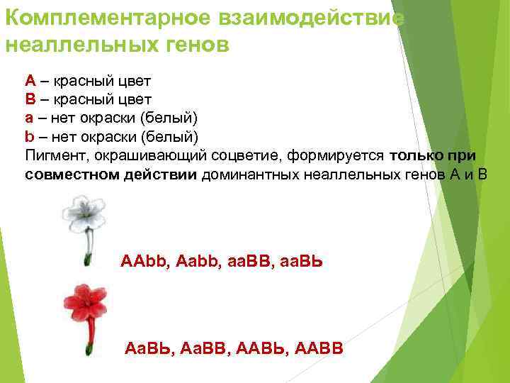 Комплементарное взаимодействие неаллельных генов А – красный цвет В – красный цвет а –