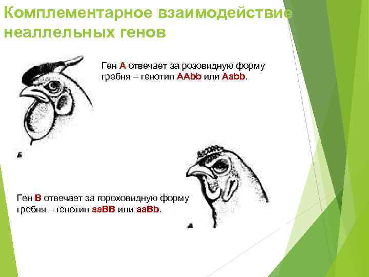 Комплементарное взаимодействие неаллельных генов    Ген А отвечает за розовидную форму 