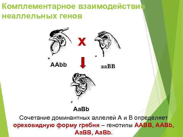 Комплементарное взаимодействие неаллельных генов    х   ААbb  aa. BB