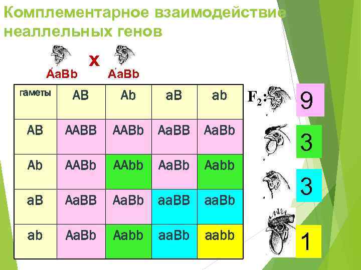 Комплементарное взаимодействие неаллельных генов    х  Aa. Bb гаметы  АB