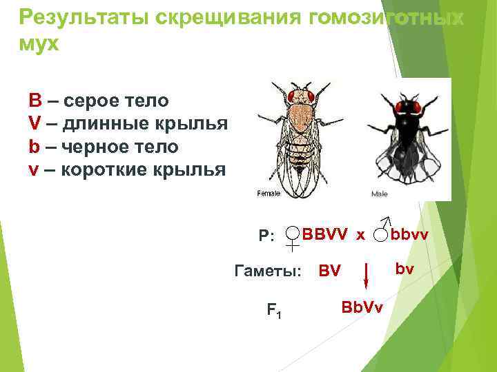 Результаты скрещивания гомозиготных мух B – серое тело V – длинные крылья b –