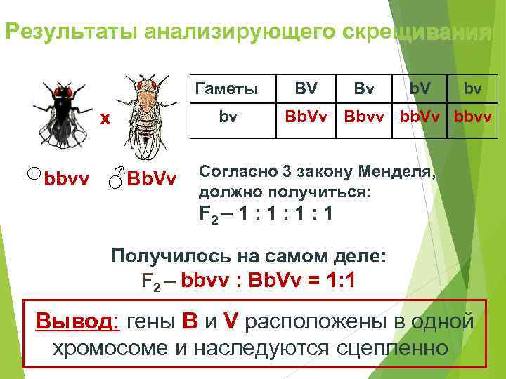 Результаты анализирующего скрещивания   Гаметы BV  Bv  b. V  bv