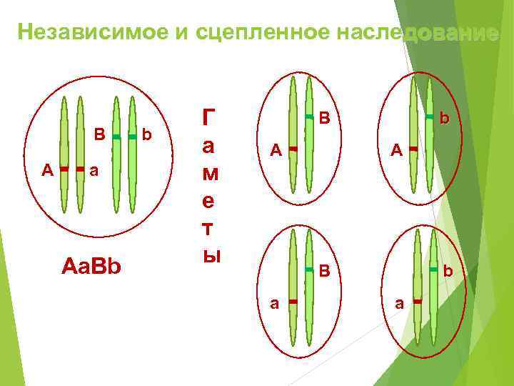 Независимое и сцепленное наследование    Г  B  b  