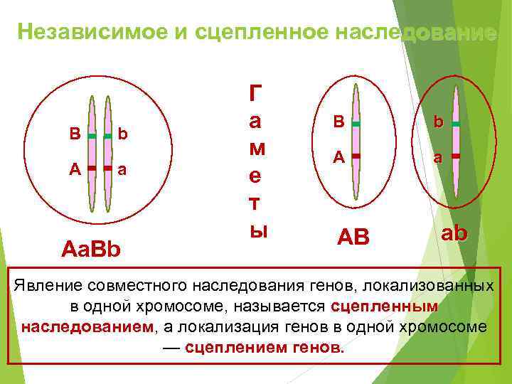 Независимое и сцепленное наследование      Г  B  b