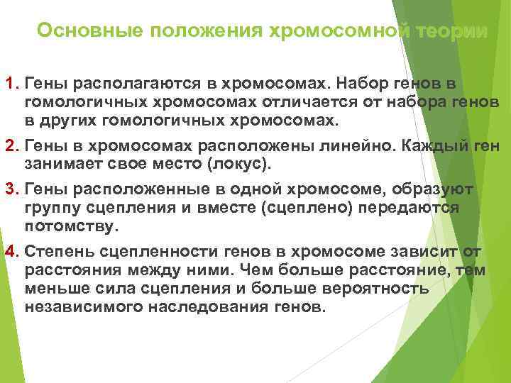   Основные положения хромосомной теории 1. Гены располагаются в хромосомах. Набор генов в