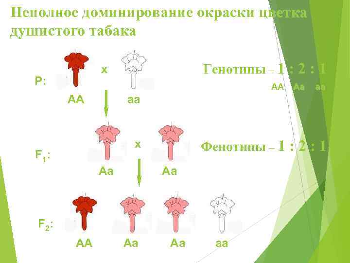 Неполное доминирование окраски цветка душистого табака   x    Генотипы –
