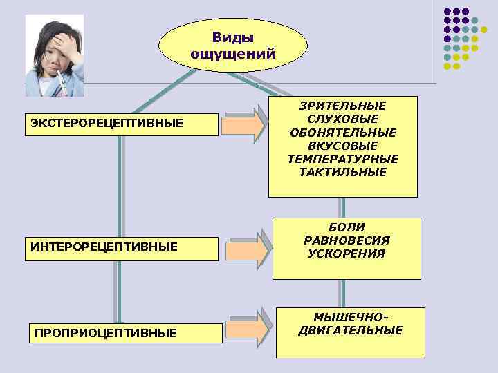 Виды ощущений ЭКСТЕРОРЕЦЕПТИВНЫЕ ИНТЕРОРЕЦЕПТИВНЫЕ ПРОПРИОЦЕПТИВНЫЕ ЗРИТЕЛЬНЫЕ СЛУХОВЫЕ ОБОНЯТЕЛЬНЫЕ ВКУСОВЫЕ ТЕМПЕРАТУРНЫЕ ТАКТИЛЬНЫЕ БОЛИ РАВНОВЕСИЯ УСКОРЕНИЯ