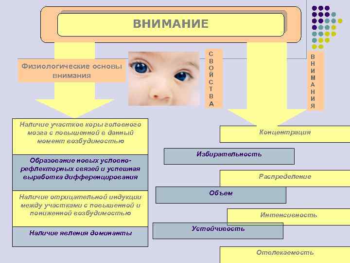 ВНИМАНИЕ Физиологические основы внимания С В О Й С Т В В Н И
