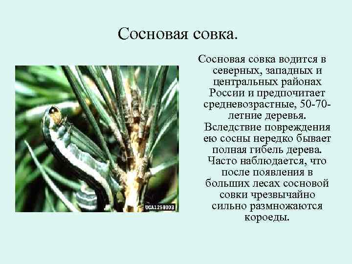 Совка Сосновая презентация