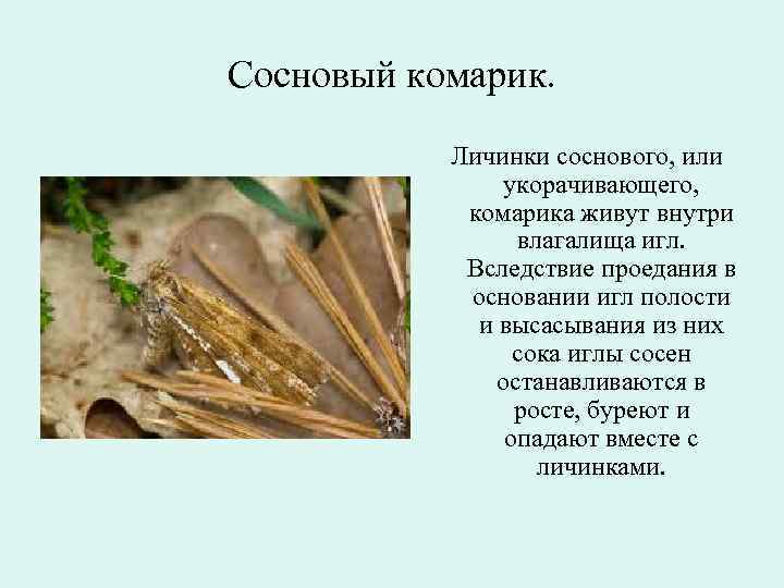 Сосновый комарик.   Личинки соснового, или   укорачивающего,   комарика живут