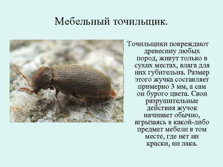 Мебельный точильщик.   Точильщики повреждают   древесину любых    пород,