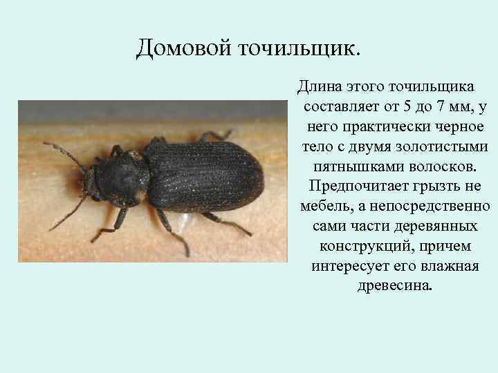 Домовой точильщик.   Длина этого точильщика   составляет от 5 до 7