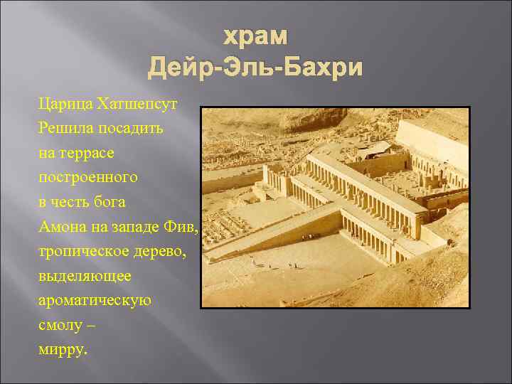    храм   Дейр-Эль-Бахри Царица Хатшепсут Решила посадить на террасе построенного