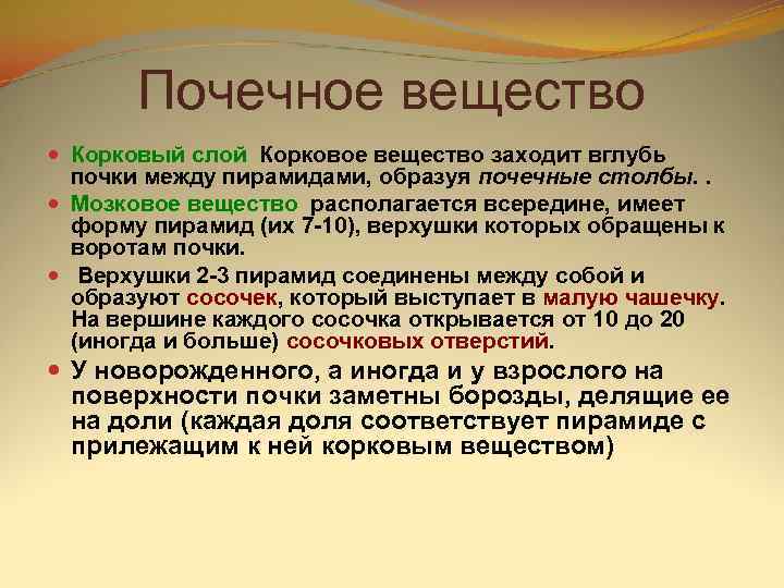   Почечное вещество  Корковый слой Корковое вещество заходит вглубь  почки между