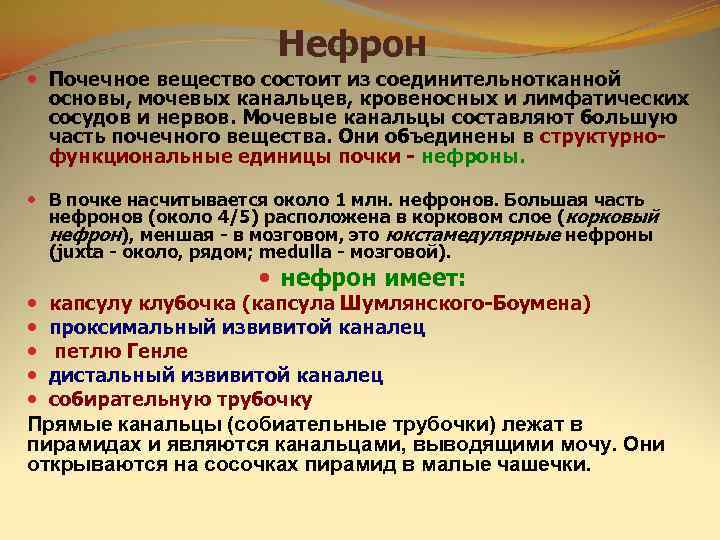     Нефрон  Почечное вещество состоит из соединительнотканной  основы, мочевых