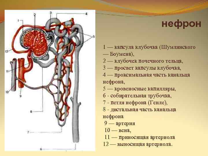 В состав какого органа входит изображенное на рисунке анатомическое образование