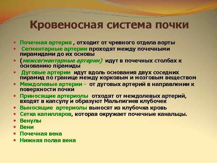  Кровеносная система почки  Почечная артерия , отходит от чревного отдела аорты 