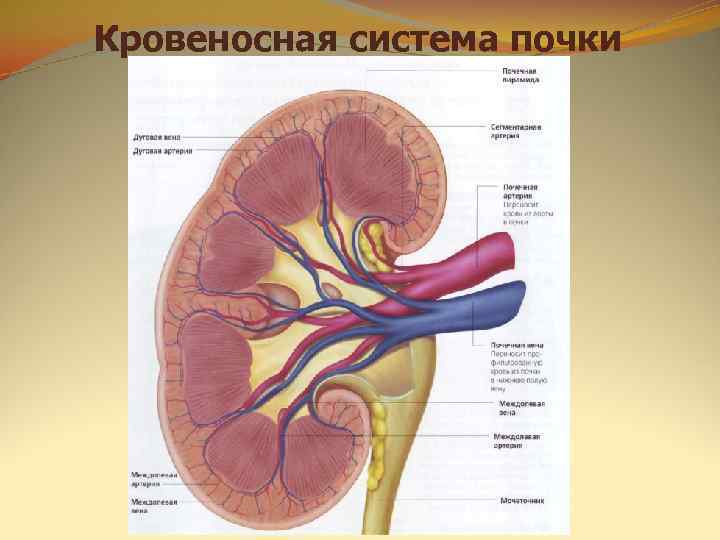 Кровеносная система почки 