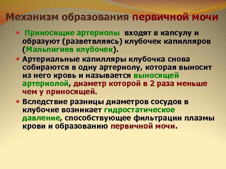 Механизм образования первичной мочи  Приносящие артериолы входят в капсулу и  образуют (разветвляясь)