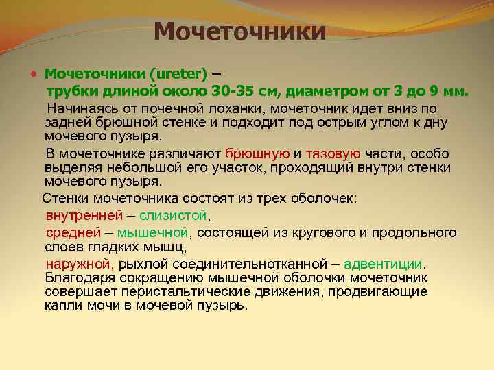     Мочеточники (ureter) –  трубки длиной около 30 -35 см,