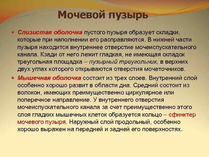    Мочевой пузырь  Слизистая оболочка пустого пузыря образует складки,  которые