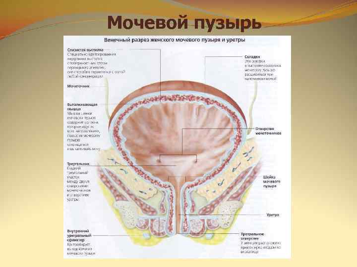 Мочевой пузырь 