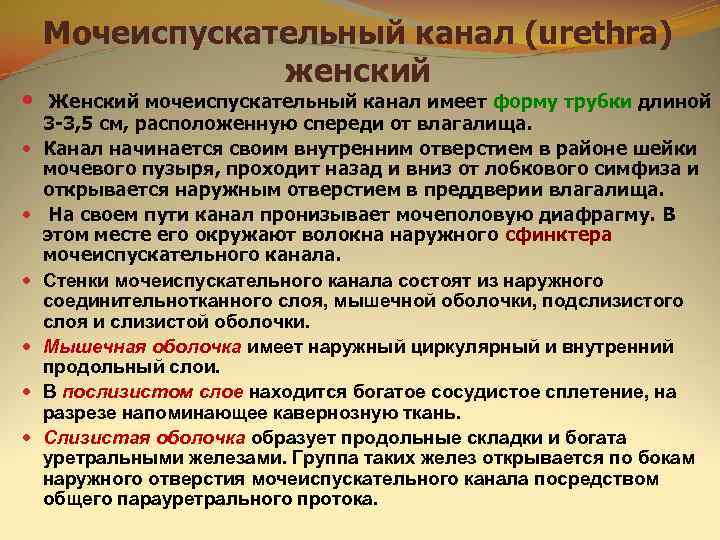   Мочеиспускательный канал (urethra)   женский  Женский мочеиспускательный канал имеет форму