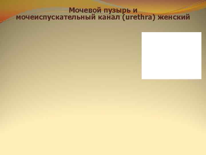   Мочевой пузырь и мочеиспускательный канал (urethra) женский 