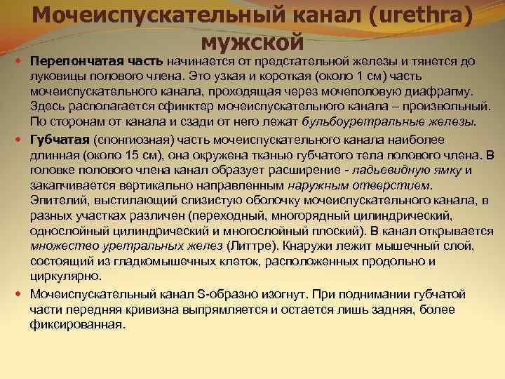  Мочеиспускательный канал (urethra)    мужской  Перепончатая часть начинается от предстательной