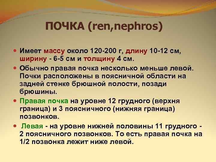   ПОЧКА (ren, nephros)  Имеет массу около 120 -200 г, длину 10