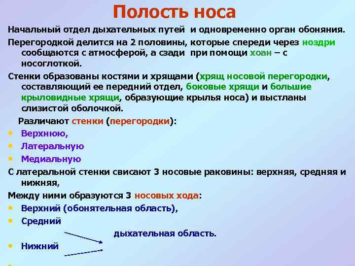 Полость носа Начальный отдел дыхательных путей и одновременно орган обоняния. Перегородкой делится на 2